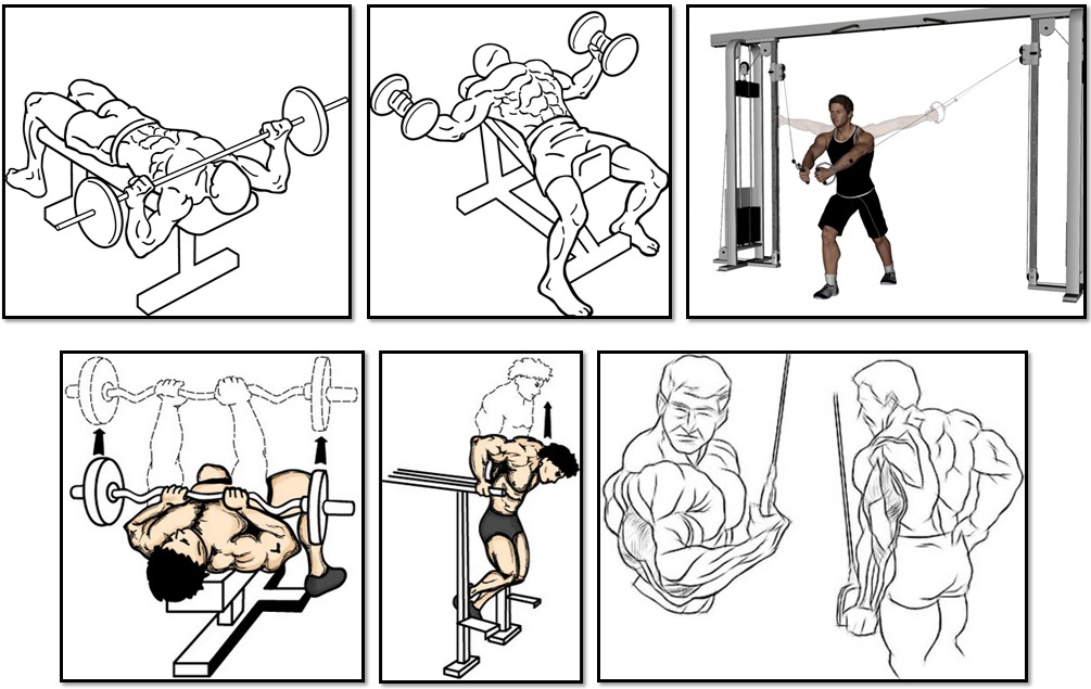 The training program for the ectomorph, chest triceps exercises