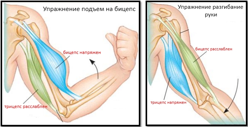 как убрать жир рук гантелями как убрать жир рук гантелями