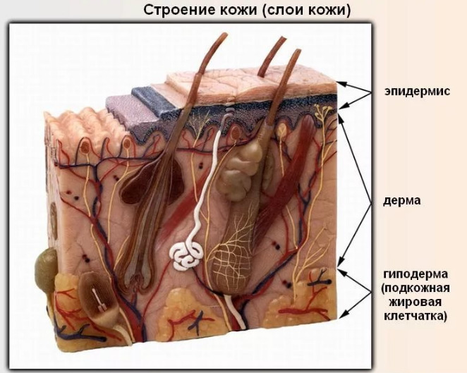Всё для ресниц и бровей Вечерние прически. 112 фото укладок на длинные и короткие