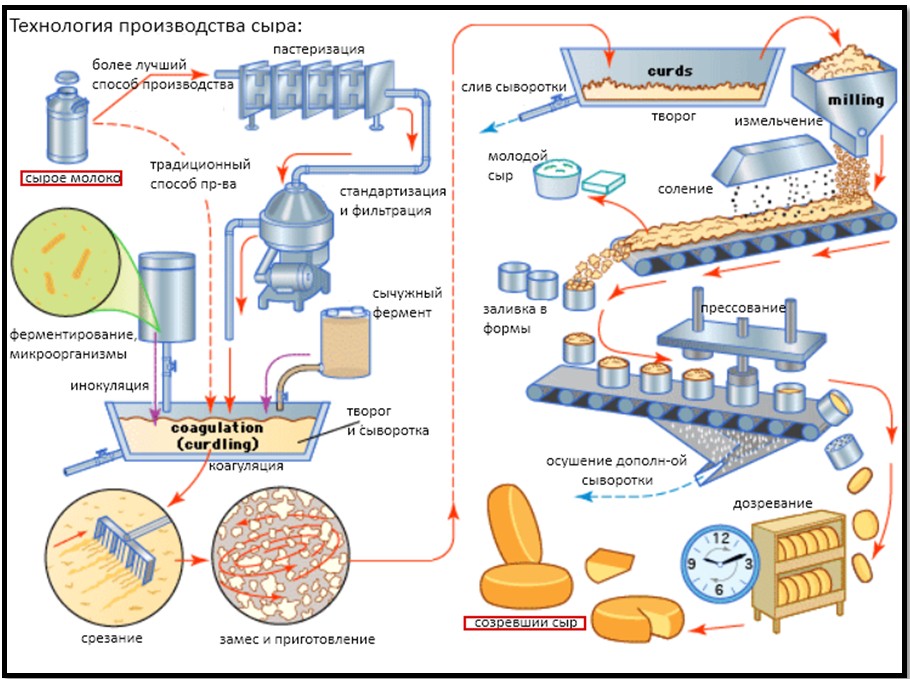 Cheese in bodybuilding. You can or can not? - Body Building Online
