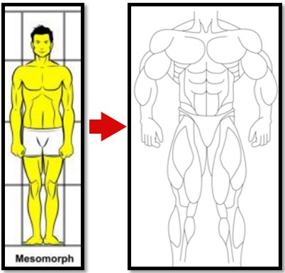 mesomorph scored muscles