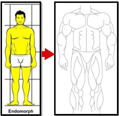 Endomorph scored muscles
