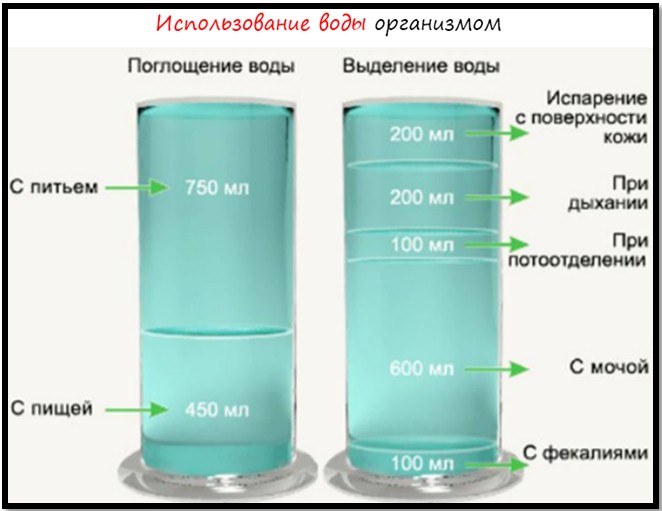 использование воды организмом использование воды организмом