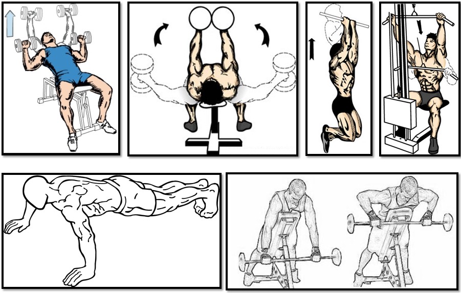 The training program for the ectomorph. What is it? - Body Building Online