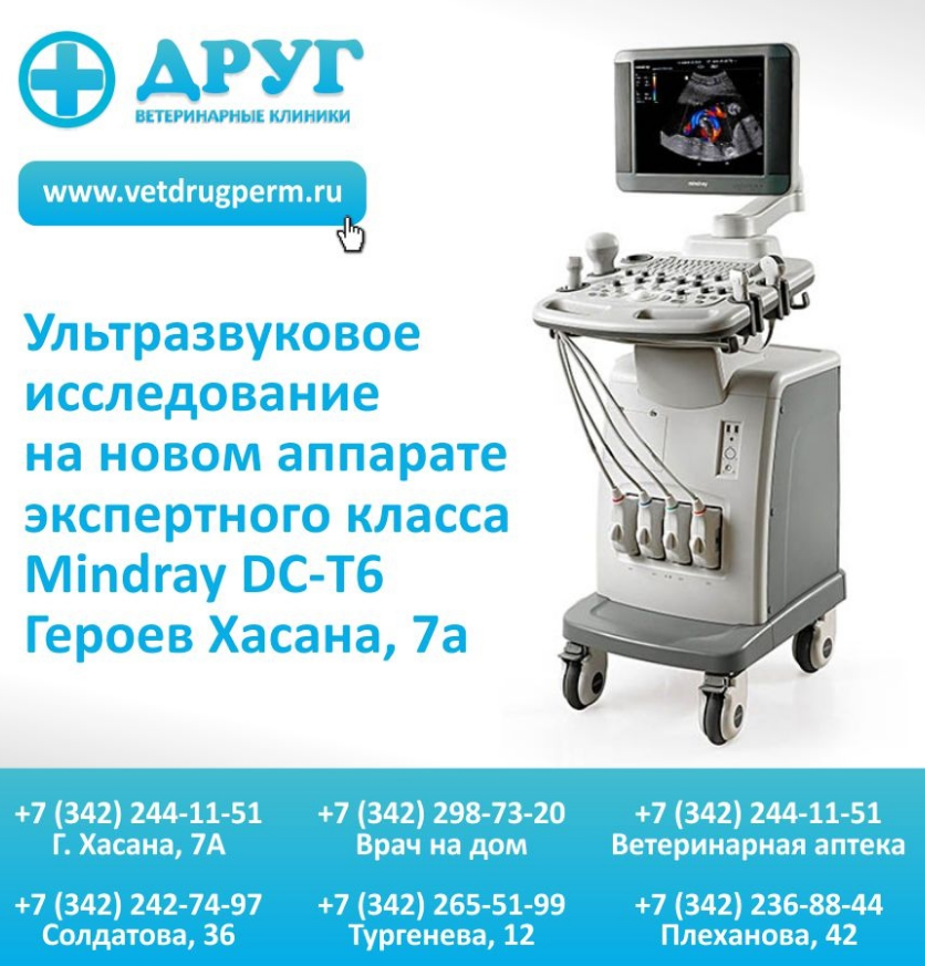 УЗИ в ветеринарной клинике Друг